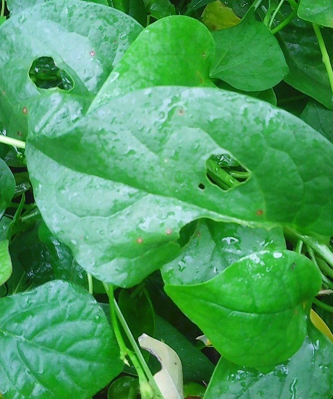 Rau[-]cằn,[-]có[-]vết[-]sâu[-]cắn[-]đã[-]phải[-]là[-]rau[-]sạch?